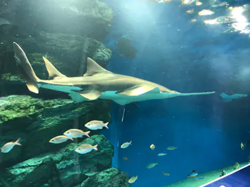 マクセル アクアパーク品川に投稿された画像（2023/11/14）