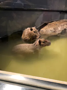 マクセル アクアパーク品川に投稿された画像（2023/11/14）