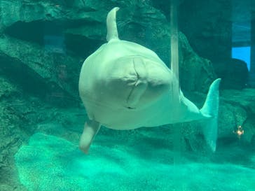 名古屋港水族館に投稿された画像（2023/11/14）