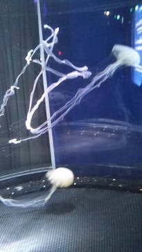 新江ノ島水族館に投稿された画像（2023/11/14）