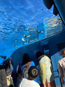 サンシャイン水族館に投稿された画像（2023/11/14）