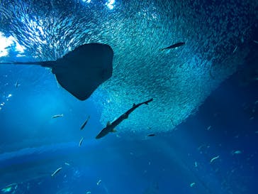 アクアワールド茨城県大洗水族館に投稿された画像（2023/11/14）