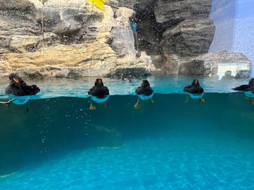 アクアワールド茨城県大洗水族館に投稿された画像（2023/11/14）