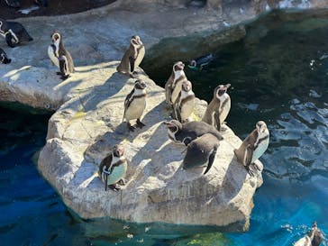 アクアワールド茨城県大洗水族館に投稿された画像（2023/11/14）