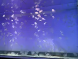アクアワールド茨城県大洗水族館に投稿された画像（2023/11/14）