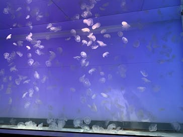 アクアワールド茨城県大洗水族館に投稿された画像（2023/11/14）