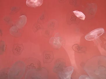 アクアワールド茨城県大洗水族館に投稿された画像（2023/11/14）