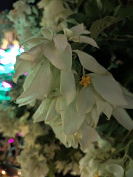 美らヤシパークオキナワ・東南植物楽園に投稿された画像（2023/11/14）