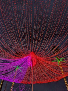 美らヤシパークオキナワ・東南植物楽園に投稿された画像（2023/11/14）