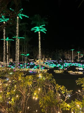 美らヤシパークオキナワ・東南植物楽園に投稿された画像（2023/11/14）