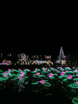 美らヤシパークオキナワ・東南植物楽園に投稿された画像（2023/11/14）