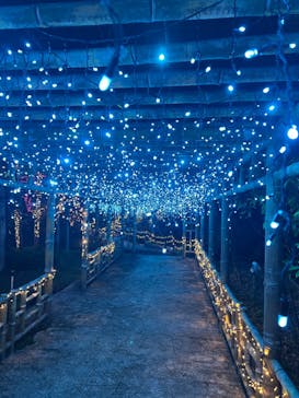 美らヤシパークオキナワ・東南植物楽園に投稿された画像（2023/11/14）