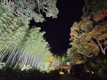 国営昭和記念公園 秋の夜散歩に投稿された画像（2023/11/14）