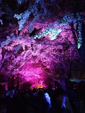 国営昭和記念公園 秋の夜散歩に投稿された画像（2023/11/14）