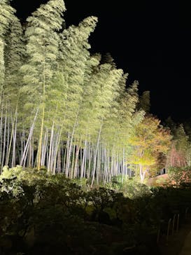 国営昭和記念公園 秋の夜散歩に投稿された画像（2023/11/14）