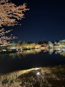 国営昭和記念公園 秋の夜散歩に投稿された画像（2023/11/14）