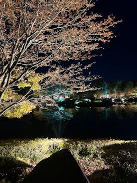 国営昭和記念公園 秋の夜散歩に投稿された画像（2023/11/14）