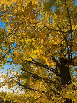 国営昭和記念公園 秋の夜散歩に投稿された画像（2023/11/14）