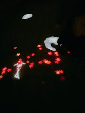 国営昭和記念公園 秋の夜散歩に投稿された画像（2023/11/14）