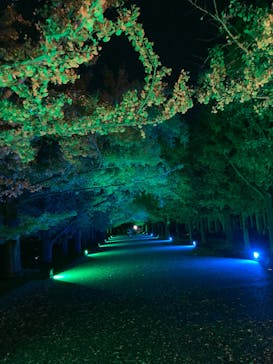 国営昭和記念公園 秋の夜散歩に投稿された画像（2023/11/14）