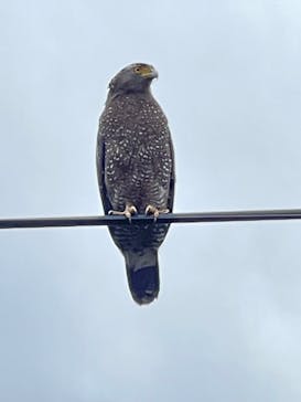 西表島 ADVENTURE PiPi（アドベンチャーピピ）に投稿された画像（2023/11/15）