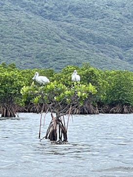 西表島 ADVENTURE PiPi（アドベンチャーピピ）に投稿された画像（2023/11/15）