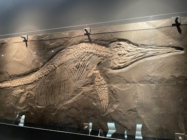 福井県立恐竜博物館に投稿された画像（2023/11/15）