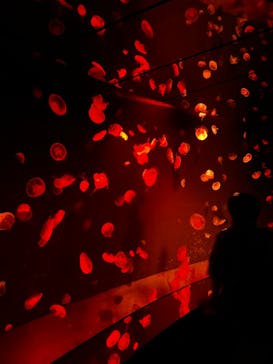 サンシャイン水族館に投稿された画像（2023/11/15）