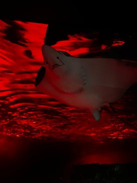 サンシャイン水族館に投稿された画像（2023/11/15）