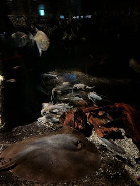 サンシャイン水族館に投稿された画像（2023/11/15）