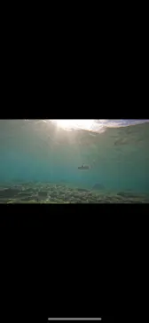 武藤潜水に投稿された画像（2023/11/15）