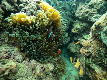 武藤潜水に投稿された画像（2023/11/15）