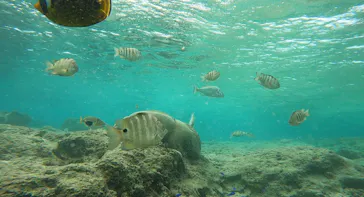 武藤潜水に投稿された画像（2023/11/15）