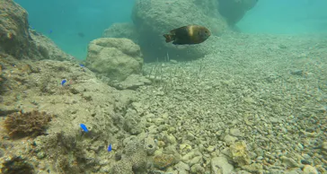 武藤潜水に投稿された画像（2023/11/15）