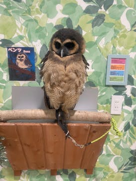 アニタッチアクアシティお台場に投稿された画像（2023/11/15）