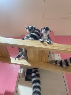 アニタッチアクアシティお台場に投稿された画像（2023/11/15）