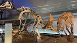 福井県立恐竜博物館に投稿された画像（2023/11/15）