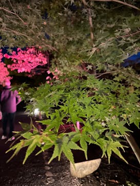 NAKED meets 二条城 2025 観月に投稿された画像（2023/11/15）