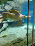 名古屋港水族館に投稿された画像（2023/11/15）
