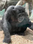 よこはま動物園ズーラシアに投稿された画像（2023/11/15）