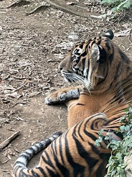 よこはま動物園ズーラシアに投稿された画像（2023/11/15）