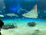 サンシャイン水族館に投稿された画像（2023/11/15）