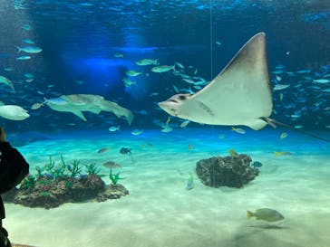 サンシャイン水族館に投稿された画像（2023/11/15）