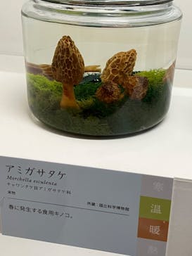 特別展「和食 ～日本の自然、人々の知恵～」に投稿された画像（2023/11/15）