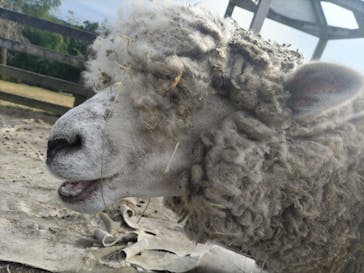 まかいの牧場に投稿された画像（2023/11/15）