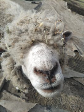 まかいの牧場に投稿された画像（2023/11/15）