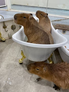 アニタッチみなとみらいに投稿された画像（2023/11/15）