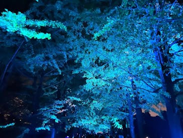 国営昭和記念公園 秋の夜散歩に投稿された画像（2023/11/15）