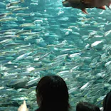 サンシャイン水族館に投稿された画像（2023/11/15）