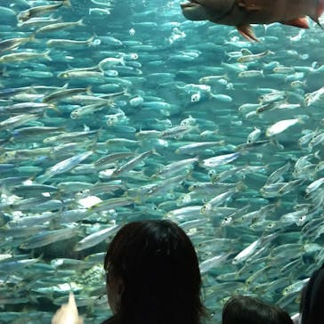 サンシャイン水族館に投稿された画像（2023/11/15）